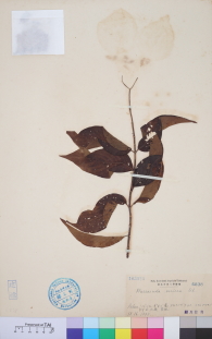 Specimen thumbnail